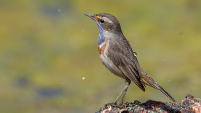 Mavigerdan (Luscinia svecica) - Tokat / Sulusaray kuş fotoğrafı