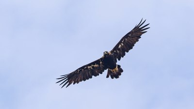 Şah Kartal