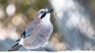 Alakarga (Garrulus glandarius) - Kırklareli / Merkez kuş fotoğrafı