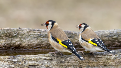 Saka - Carduelis carduelis kuş fotoğrafı