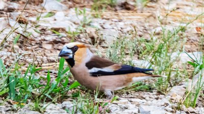 Kocabaş - Coccothraustes coccothraustes kuş fotoğrafı