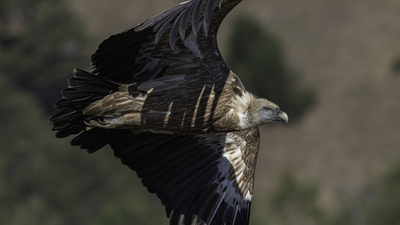 Kızıl Akbaba - Gyps fulvus kuş fotoğrafı