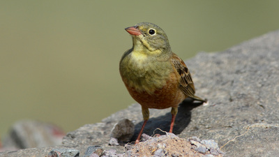 Kirazkuşu
