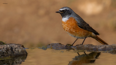 Kızılkuyruk - Phoenicurus phoenicurus kuş fotoğrafı