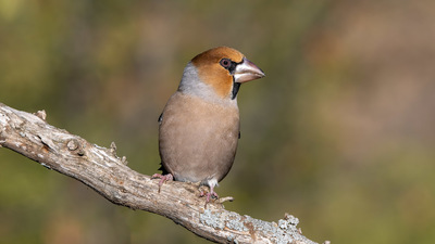 Kocabaş - Coccothraustes coccothraustes kuş fotoğrafı