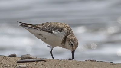Karakarınlı Kumkuşu (Calidris alpina) - Antalya / Serik kuş fotoğrafı