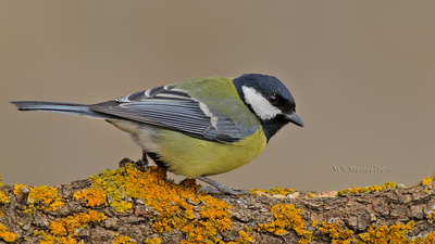 Büyük Baştankara - Parus major kuş fotoğrafı