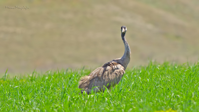 Turna - Grus grus kuş fotoğrafı