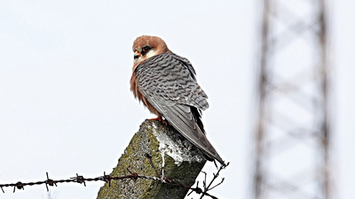Ala doğan (Falco vespertinus) - İstanbul / Beykoz kuş fotoğrafı