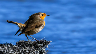 Kızılgerdan - Erithacus rubecula kuş fotoğrafı