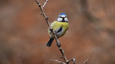 Mavi Baştankara - Cyanistes caeruleus kuş fotoğrafı