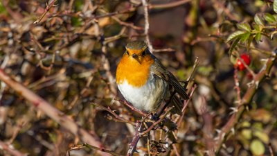 Kızılgerdan - Erithacus rubecula kuş fotoğrafı