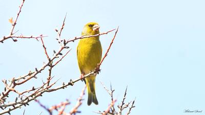 Florya - Chloris chloris kuş fotoğrafı