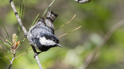Çam baştankarası (Periparus ater) - Burdur / Bucak kuş fotoğrafı