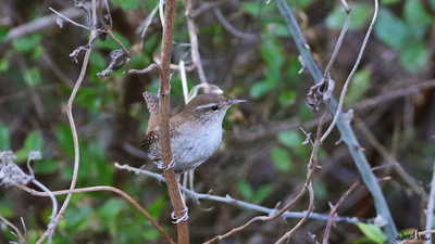 Çıtkuşu - Troglodytes troglodytes kuş fotoğrafı