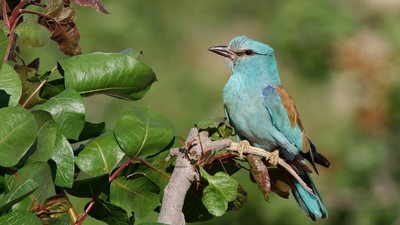 Gökkuzgun (Coracias garrulus) - Gaziantep / Nizip kuş fotoğrafı