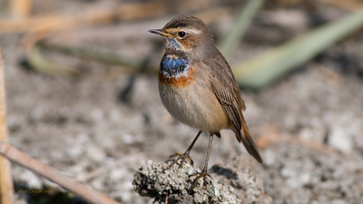 Mavigerdan (Luscinia svecica) - Ankara / Gölbaşı kuş fotoğrafı
