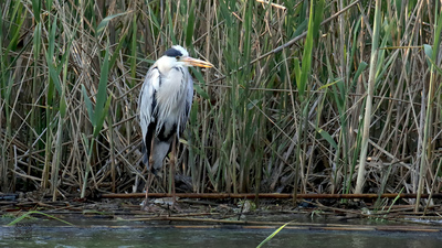 Gri Balıkçıl - Ardea cinerea kuş fotoğrafı