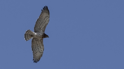 Yılan Kartalı - Circaetus gallicus kuş fotoğrafı