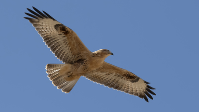 Kızıl Şahin - Buteo rufinus kuş fotoğrafı