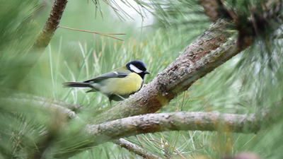 Büyük Baştankara - Parus major kuş fotoğrafı