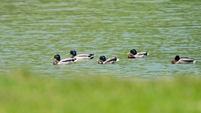 Yeşilbaş (Anas platyrhynchos) - Antalya / Elmalı kuş fotoğrafı
