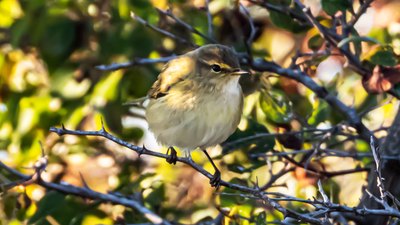 Çıvgın - Phylloscopus collybita kuş fotoğrafı