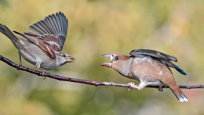 Kocabaş - Coccothraustes coccothraustes kuş fotoğrafı