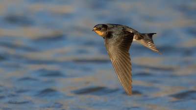 Kır Kırlangıcı - Hirundo rustica kuş fotoğrafı