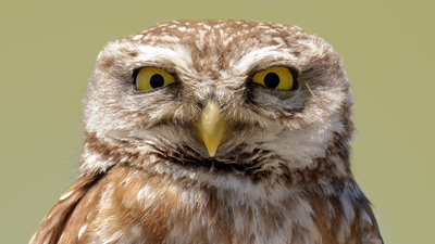 Kukumav - Athene noctua kuş fotoğrafı