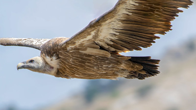 Kızıl Akbaba (Gyps fulvus) - Afyonkarahisar / Sandıklı kuş fotoğrafı