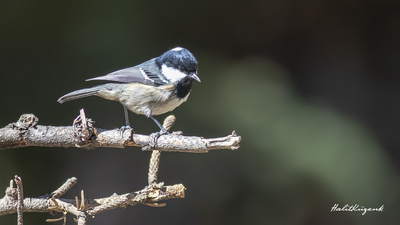 Çam Baştankarası - Periparus ater kuş fotoğrafı