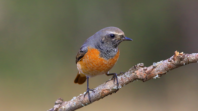 Kızılkuyruk - Phoenicurus phoenicurus kuş fotoğrafı