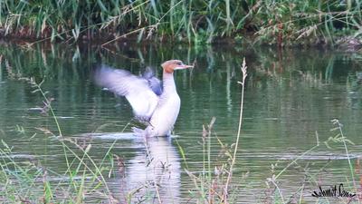 Büyük Tarakdiş (Mergus merganser) - Kastamonu / Abana kuş fotoğrafı