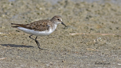 Küçük Kumkuşu - Calidris minuta kuş fotoğrafı