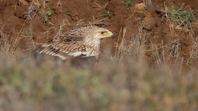 Şah Kartal - Aquila heliaca kuş fotoğrafı