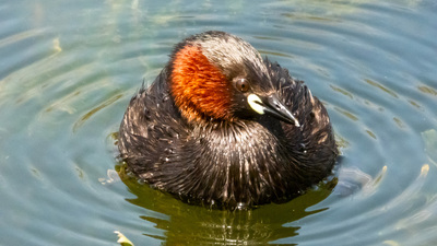 Küçük Batağan - Tachybaptus ruficollis kuş fotoğrafı