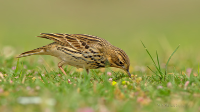 Kızılgerdanlı İncirkuşu - Anthus cervinus kuş fotoğrafı
