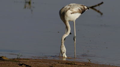 Flamingo - Phoenicopterus roseus kuş fotoğrafı