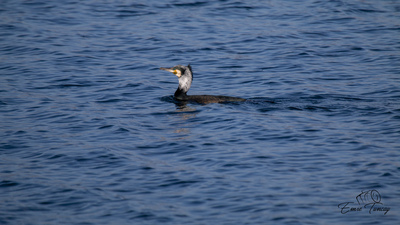 Karabatak - Phalacrocorax carbo kuş fotoğrafı