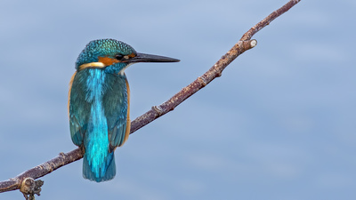 Yalıçapkını - Alcedo atthis kuş fotoğrafı