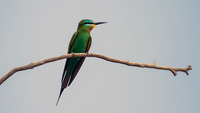 Yeşil Arıkuşu - Merops persicus kuş fotoğrafı