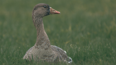 Sakarca