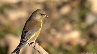 Florya - Chloris chloris kuş fotoğrafı