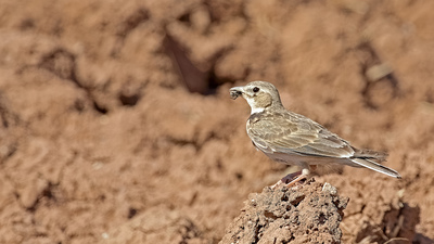 Boğmaklı toygar (Melanocorypha calandra) - Malatya / Arguvan kuş fotoğrafı
