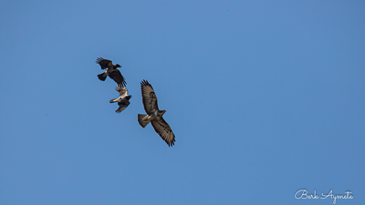 Şahin - Buteo buteo kuş fotoğrafı
