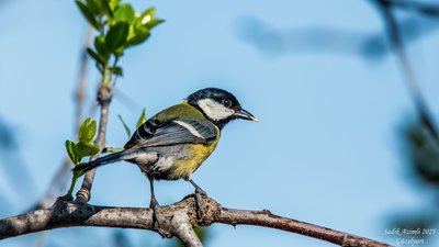 Büyük Baştankara - Parus major kuş fotoğrafı