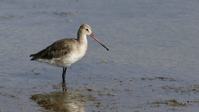 Çamurçulluğu - Limosa limosa kuş fotoğrafı