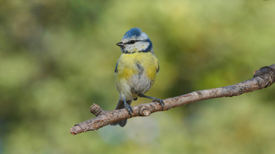 Mavi Baştankara - Cyanistes caeruleus kuş fotoğrafı