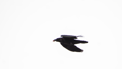 Kuzgun (Corvus corax) - Malatya / Pütürge kuş fotoğrafı